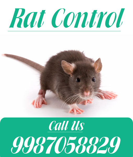Rat Control